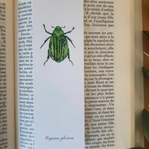 Marque-page insecte crysina gloriosa