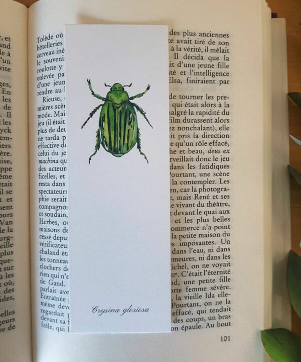 Marque-page insecte crysina gloriosa