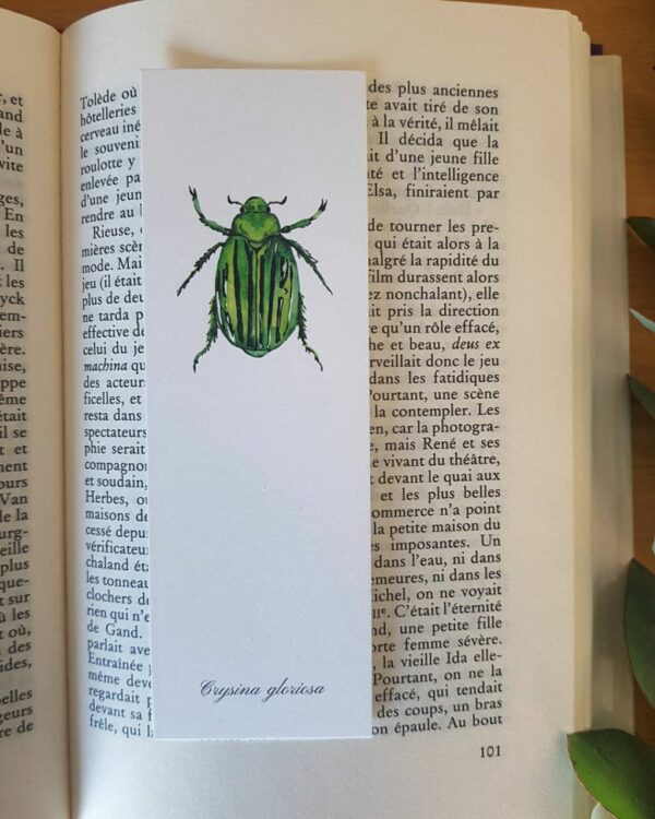 Marque-page insecte crysina gloriosa